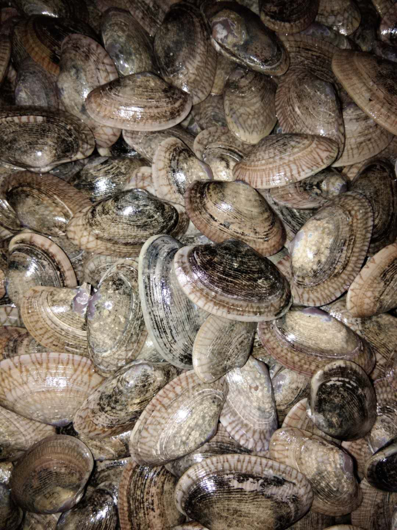 北海生蚝，贝类直供，
