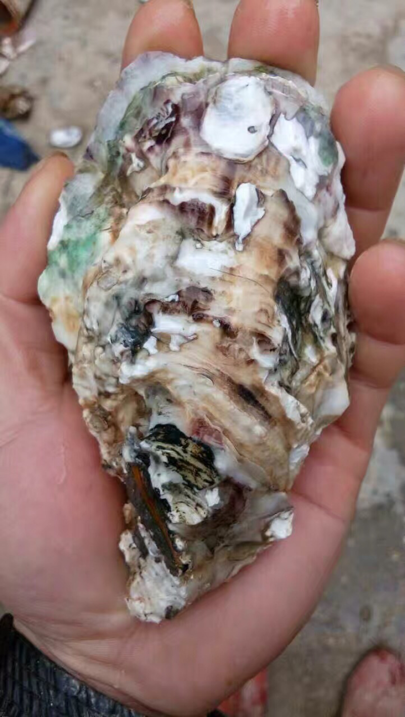 北海生蚝，贝类直供，