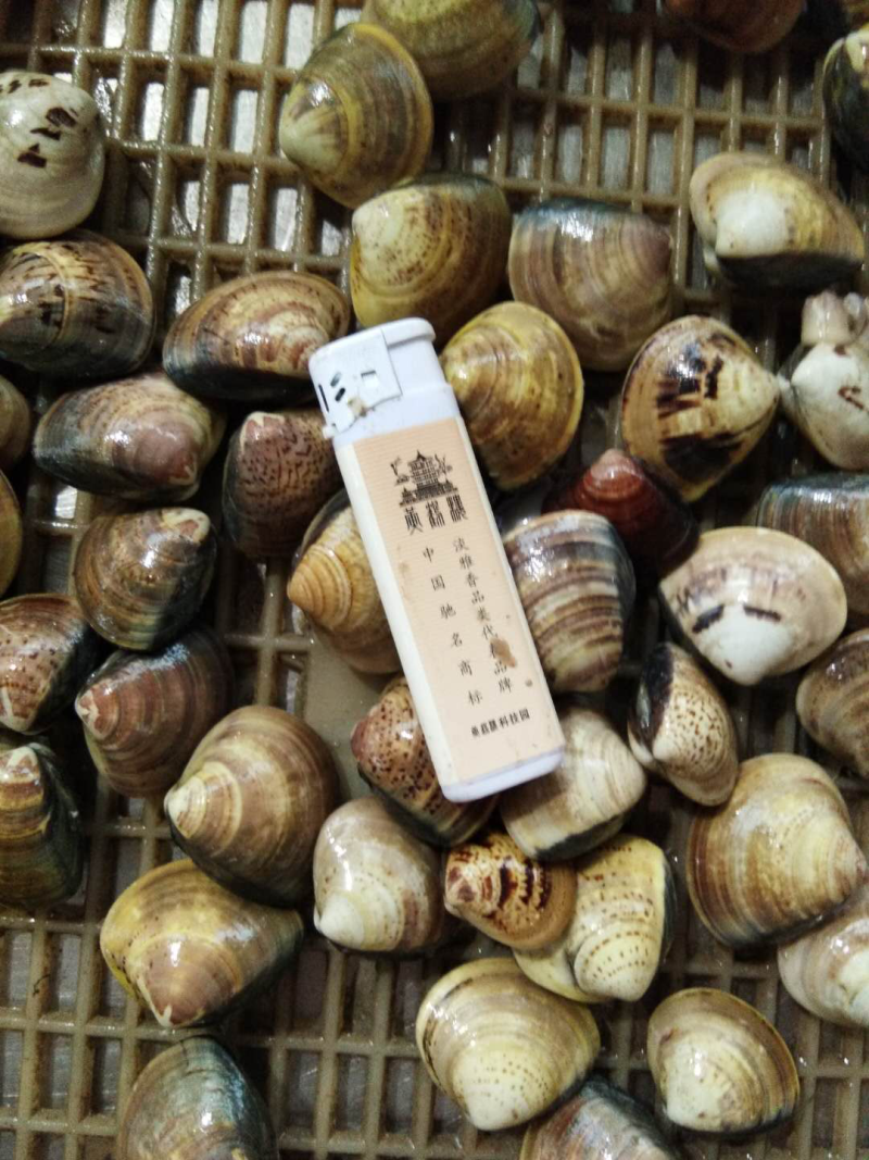 北海生蚝，贝类直供，