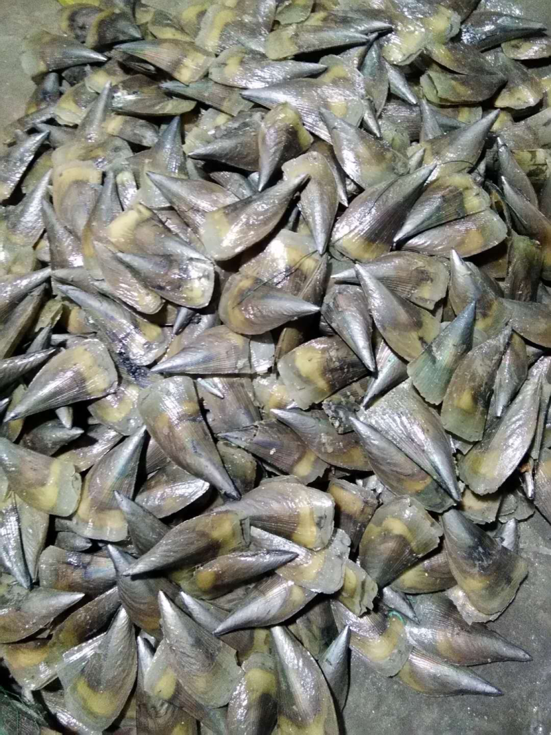 北海生蚝，贝类直供，