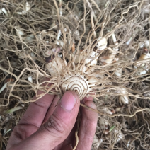 白芨块茎白芨种茎紫花三叉白芨小苗白芨大苗白芨种块