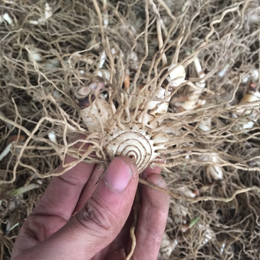 白芨块茎白芨种茎紫花三叉白芨小苗白芨大苗白芨种块