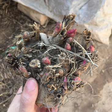 川白芍种苗批发白芍种苗白芍芽四川中江白芍芽头