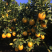 正宗赣南脐橙，10斤精品果一件代发，电商供应链