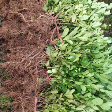 佛手苗川佛手种苗佛手柑苗佛手树苗优质佛手苗