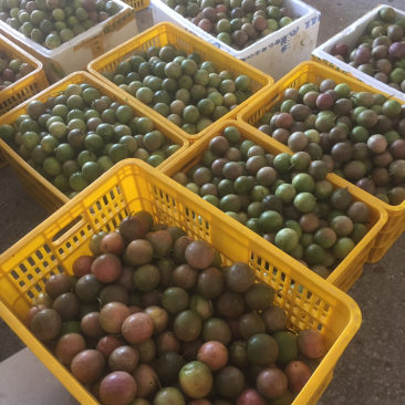 广西百香果中大果3.7块两广包邮