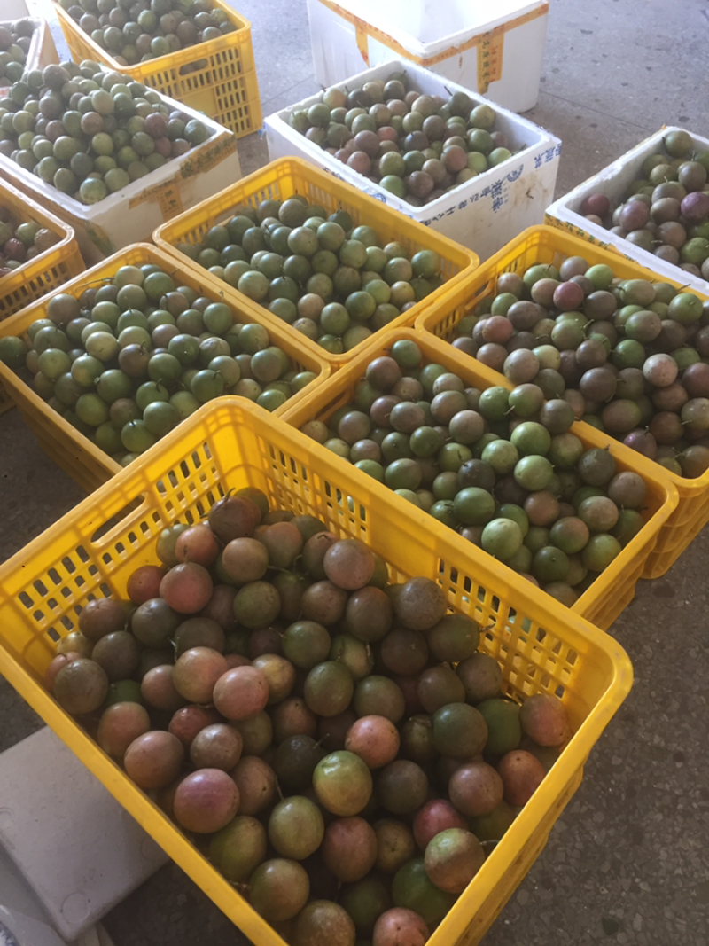 广西百香果中大果3.7块两广包邮