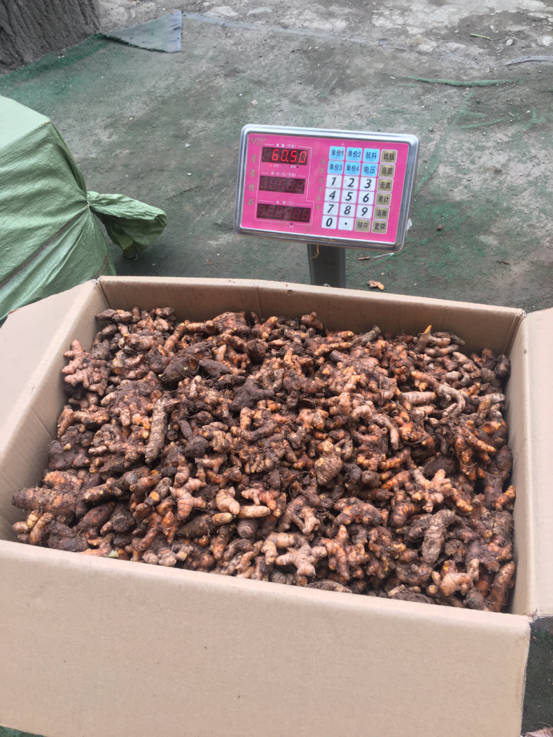 姜黄姜黄块茎姜黄种茎鲜姜黄小姜黄川姜黄