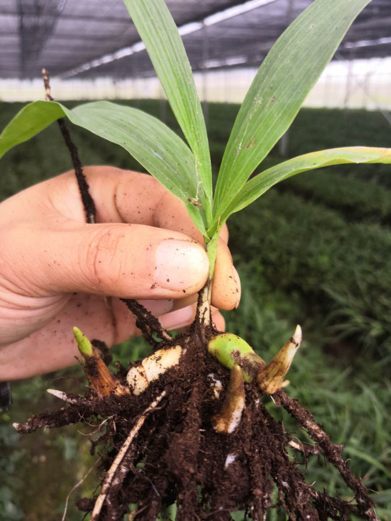 白芨种白芨种苗紫花三叉白及白芨种子批发白芨苗