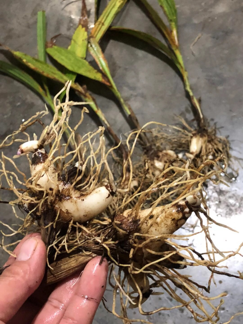 白芨种白芨种苗紫花三叉白及白芨种子批发白芨苗