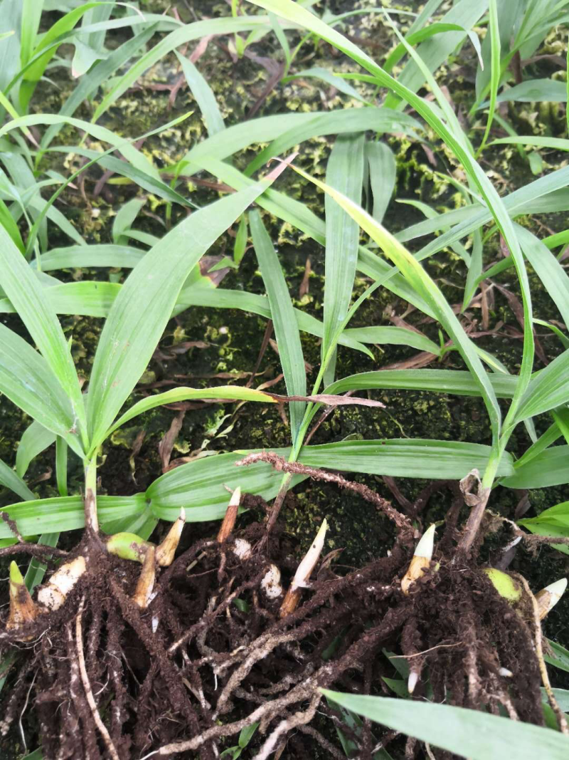 白芨种白芨种苗紫花三叉白及白芨种子批发白芨苗