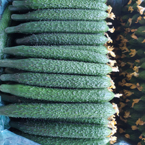 内蒙-黄瓜-密刺黄瓜顶花带刺黑绿密刺供各大超市市场