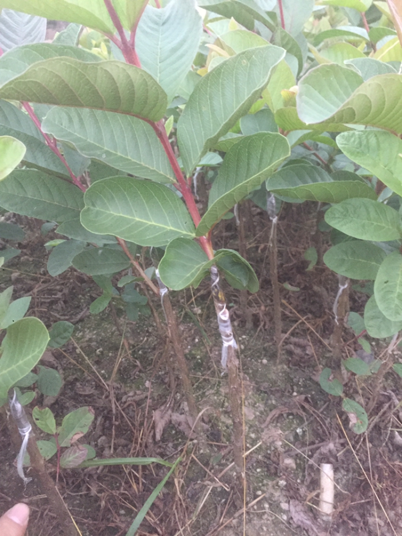 红心番石榴苗