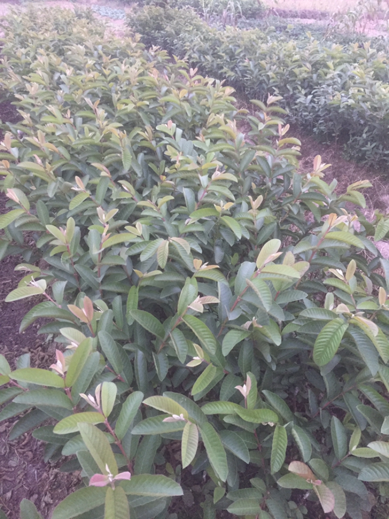 红心番石榴苗