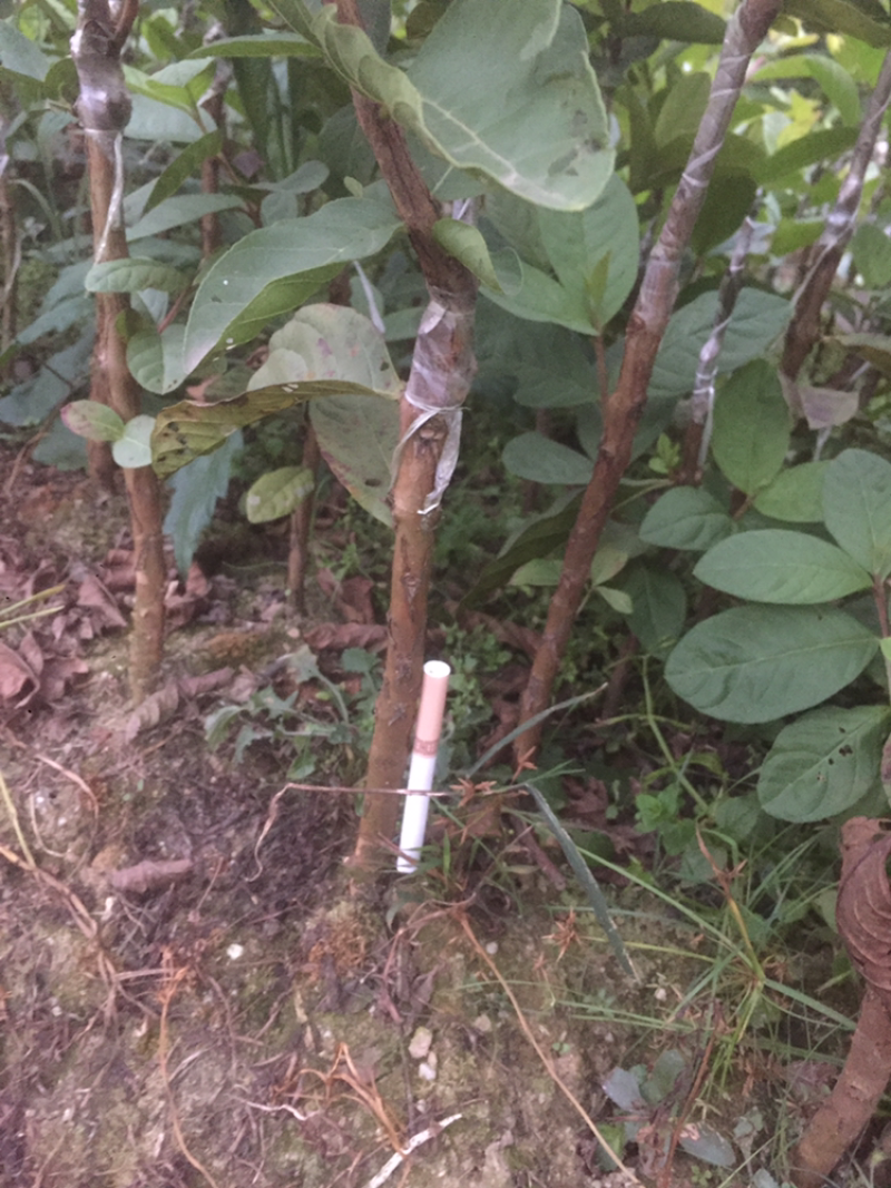 红心番石榴苗