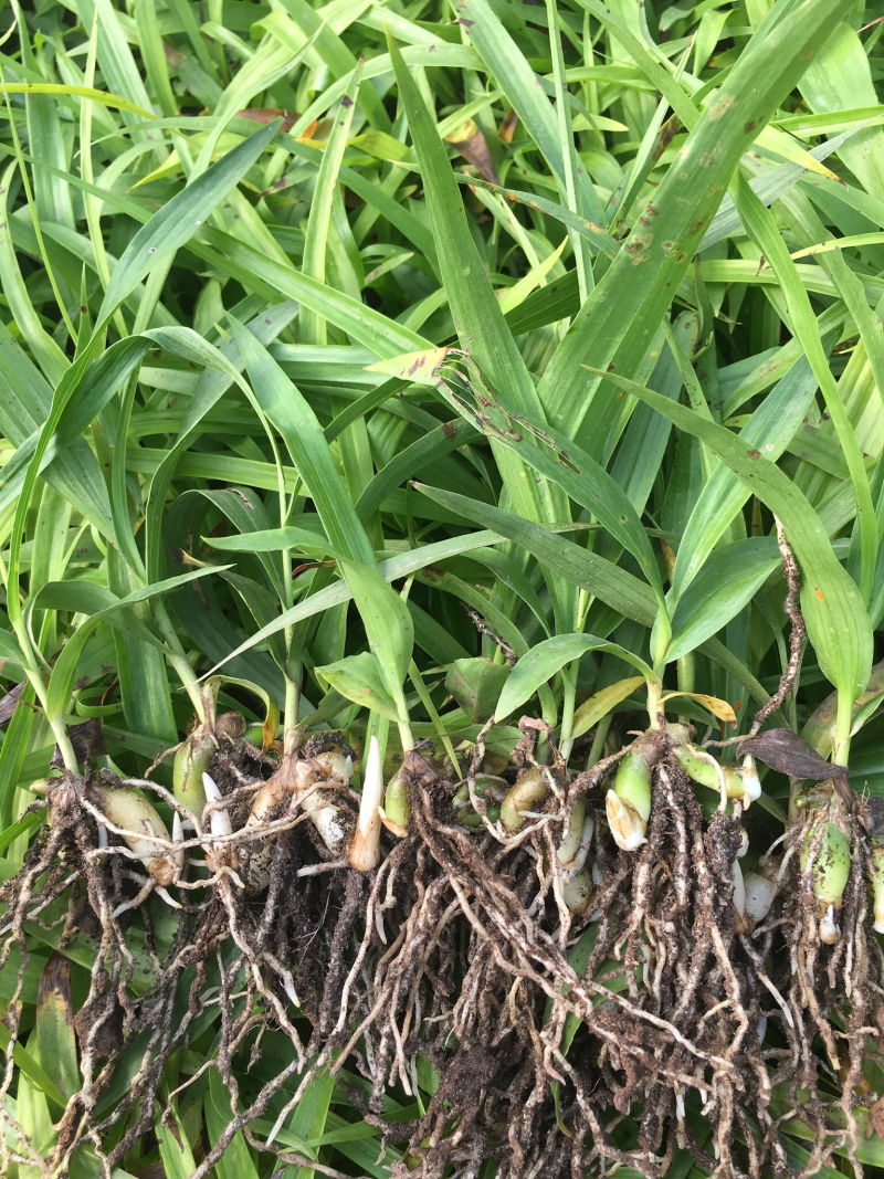 紫花三叉白芨苗直播苗高5公分左右块0.4到3公分通货
