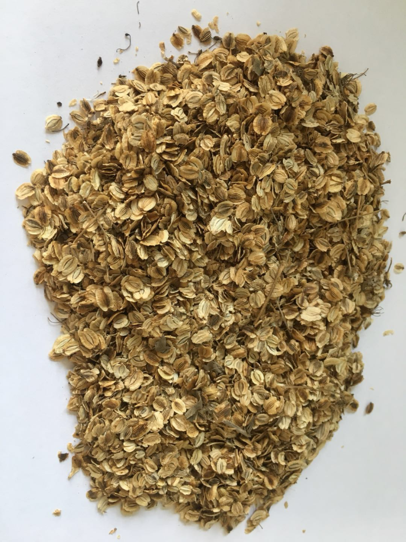 高发芽率川白芷种子白芷种子四川白芷种子新白芷种子