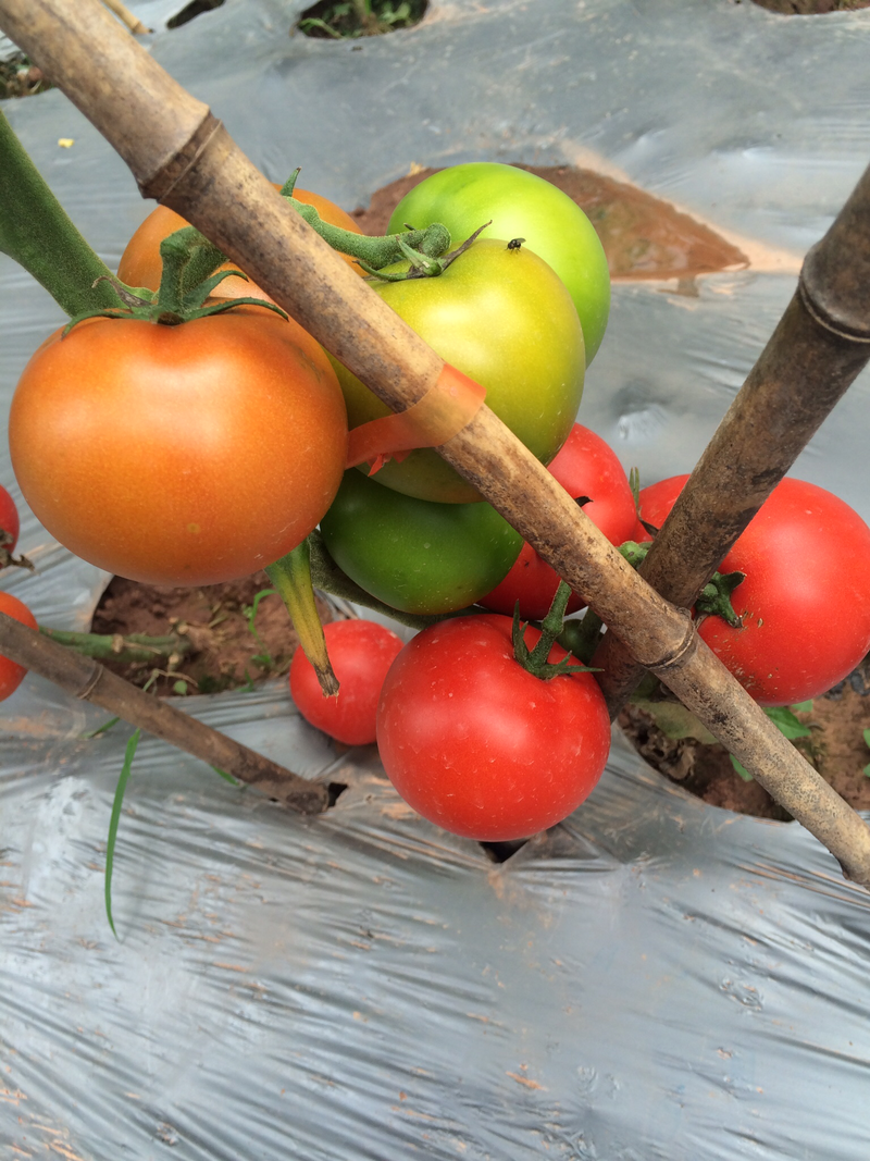 番茄种子，基地专用，综合表现优
