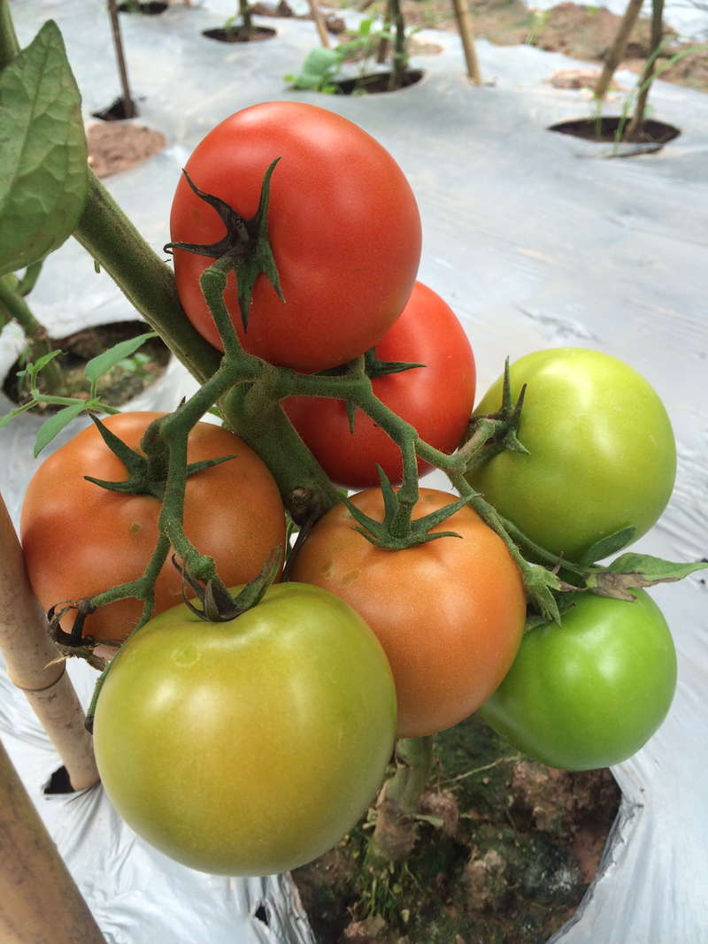 番茄种子，基地专用，综合表现优