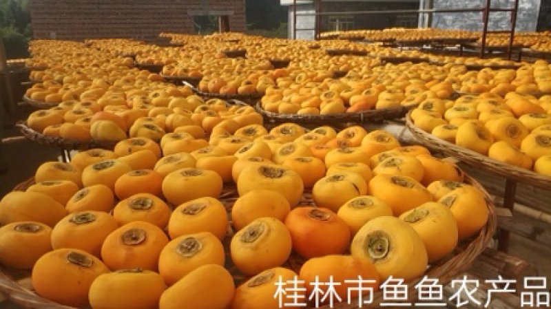 桂林柿饼各种规格支持定制一件代发