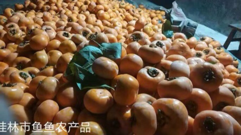 桂林柿饼各种规格支持定制一件代发