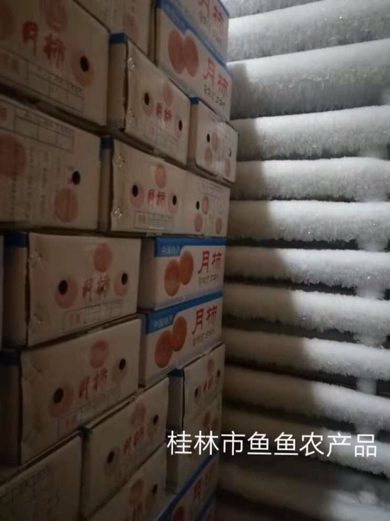 桂林柿饼各种规格支持定制一件代发