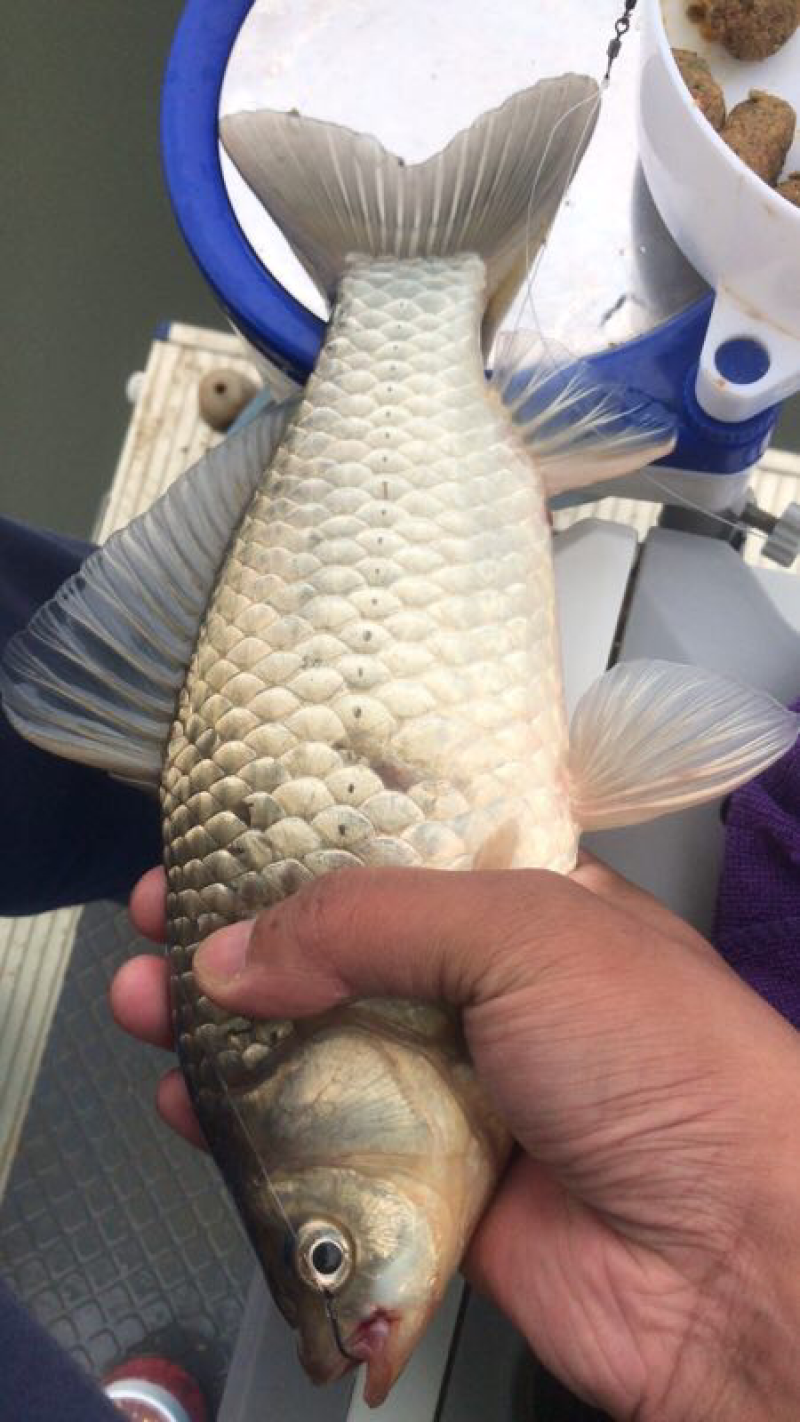 纯野生鲫鱼