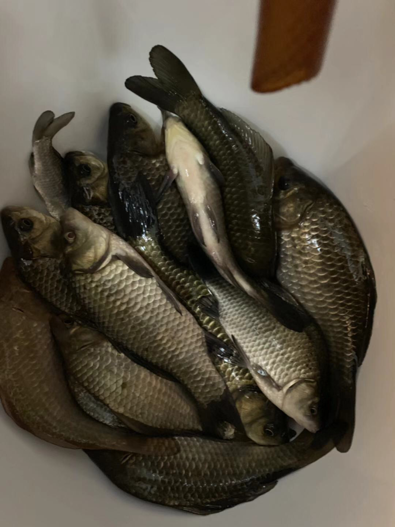 纯野生鲫鱼