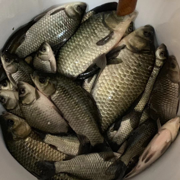 纯野生鲫鱼
