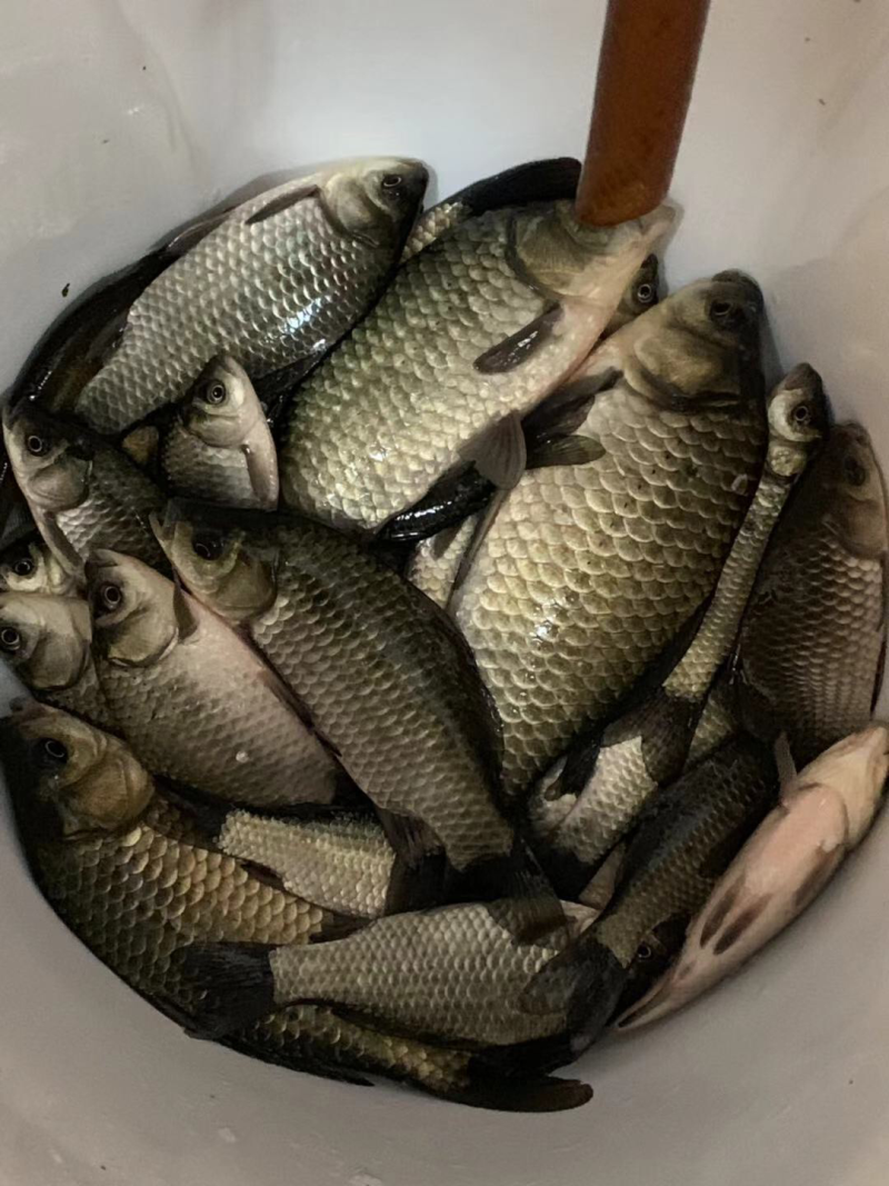 纯野生鲫鱼