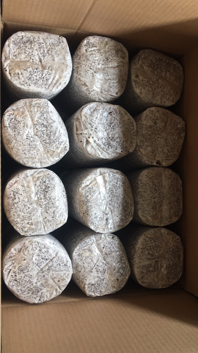 黑皮鸡纵菌种植技术菌包栽培菌种厂家基地直发