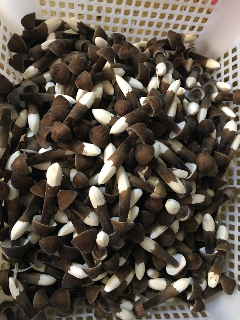 黑皮鸡纵菌种植技术菌包栽培菌种厂家基地直发