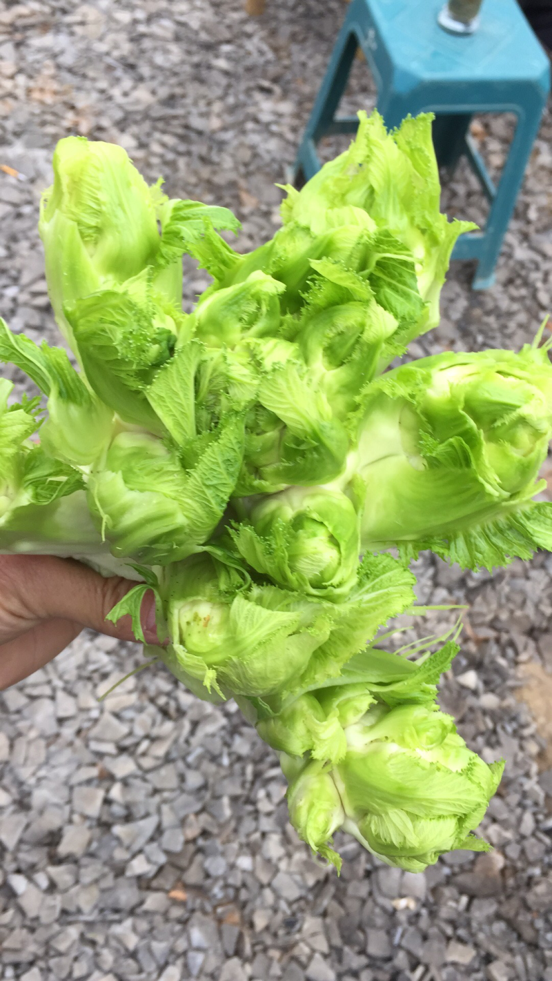 儿菜