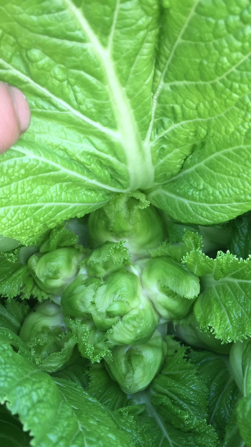儿菜