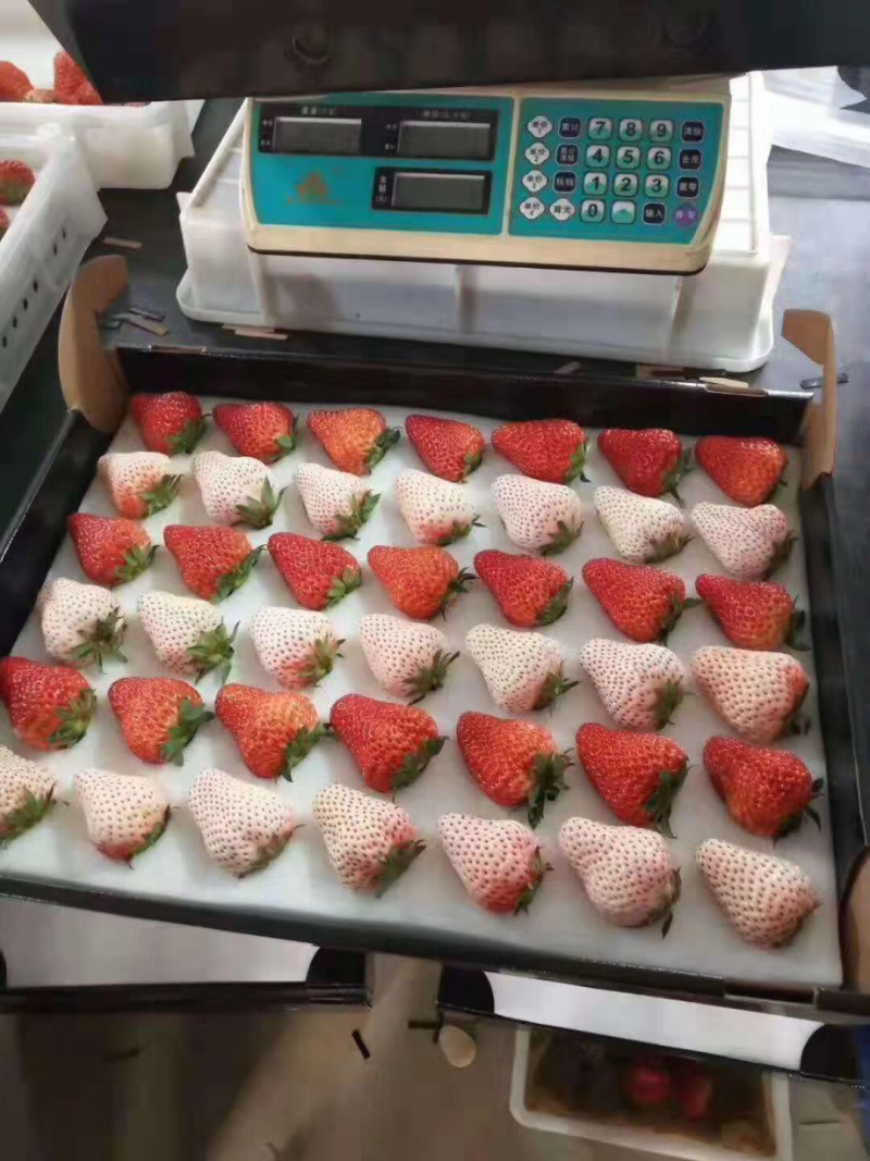 草莓熟了