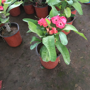 大叶虎刺梅花苗带花