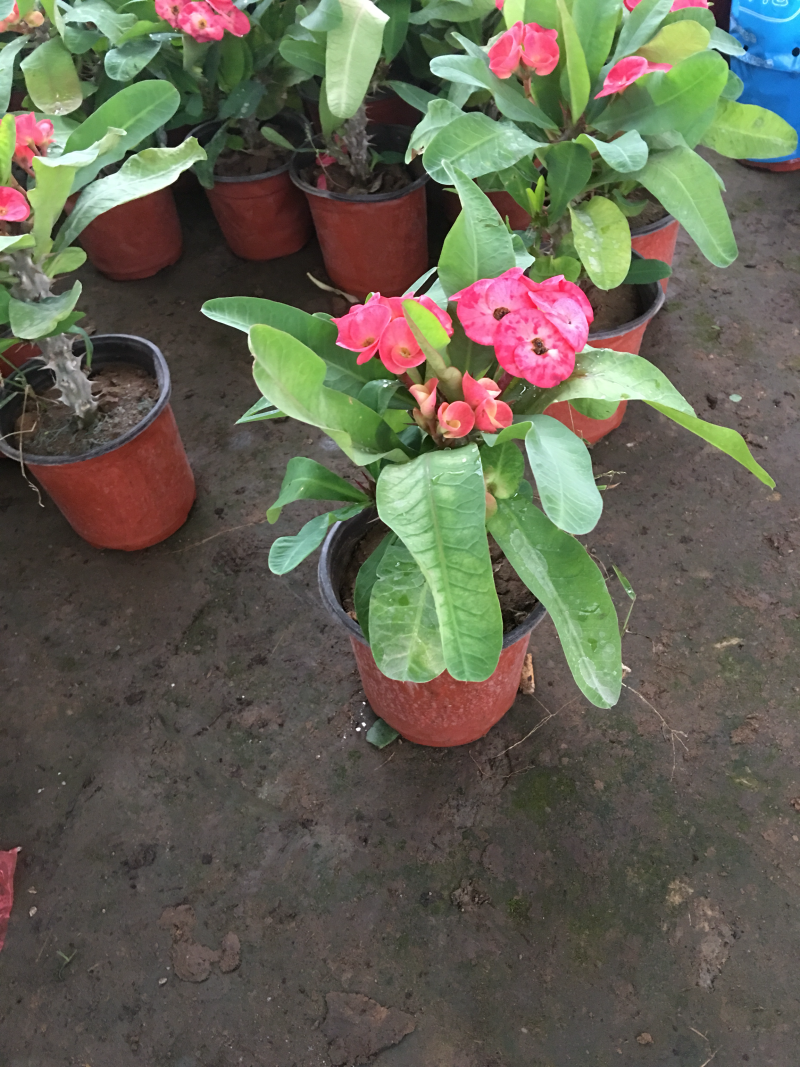 大叶虎刺梅花苗带花