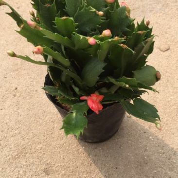 蟹爪兰花苗整盆约18-20株带花苞橙色红色粉色混