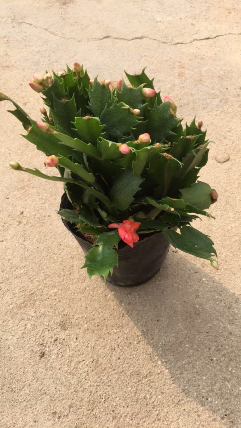 蟹爪兰花苗整盆约18-20株带花苞橙色红色粉色混