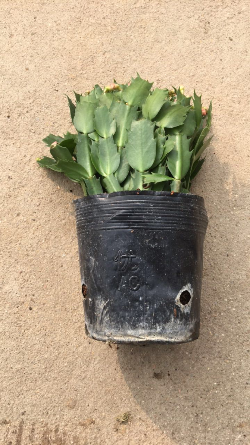 蟹爪兰花苗整盆约18-20株带花苞橙色红色粉色混