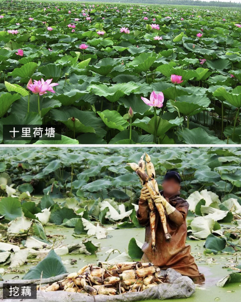 藕粉纯藕粉藕粉质量保证