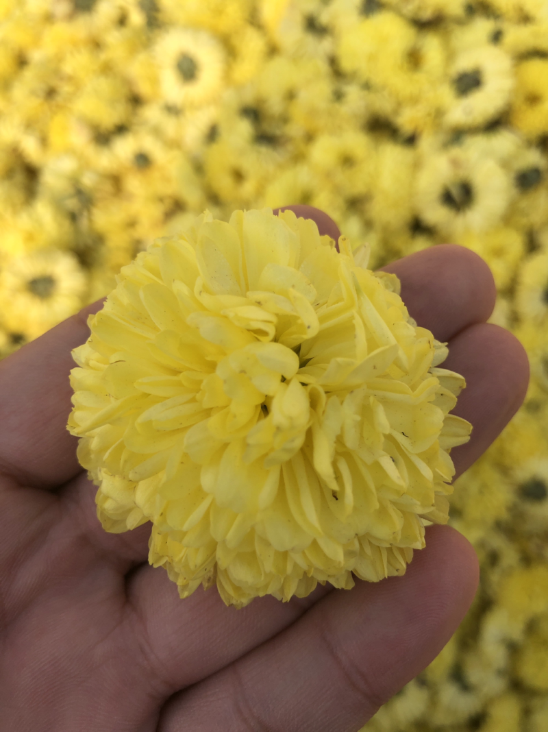 婺源皇菊批发走货