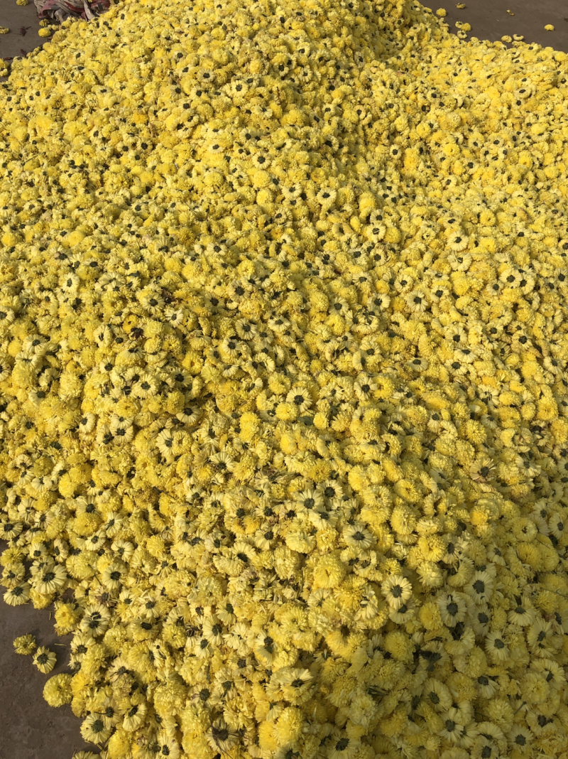 婺源皇菊批发走货