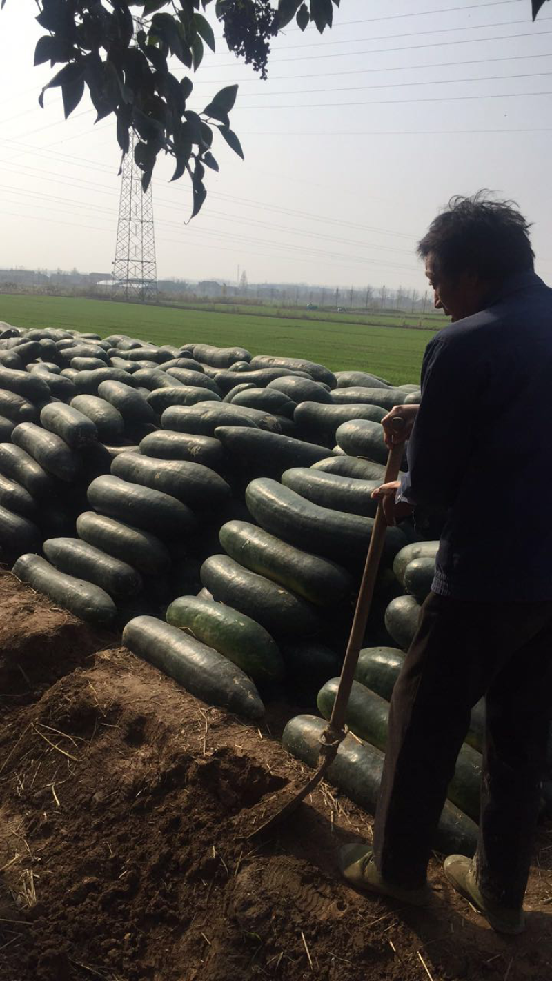 黑皮冬瓜15斤以上大量供应