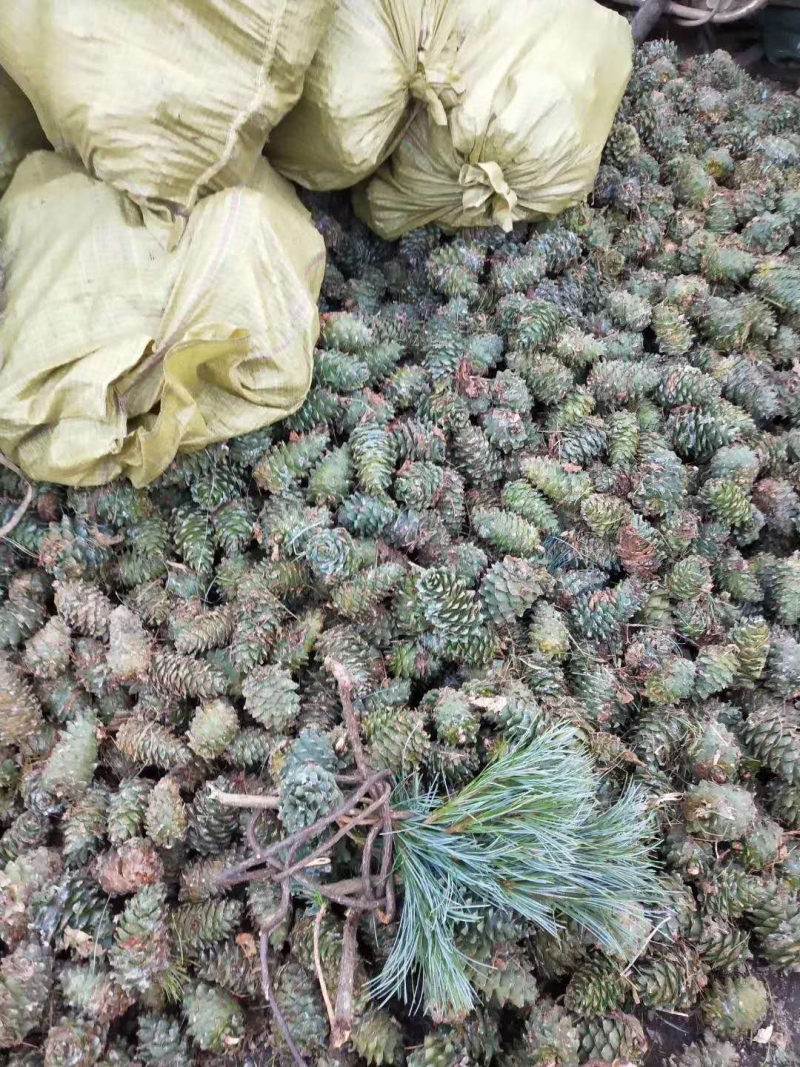 野生松子，产地东北长白山，人工开口，非油炸。中粒。