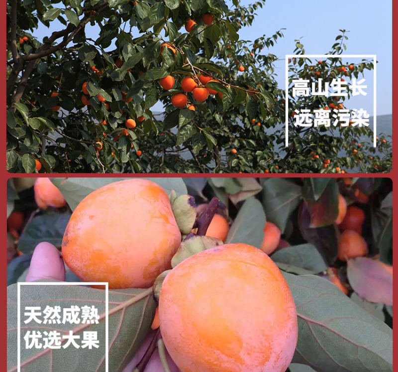 精选富平柿饼独立包装【承接平台一件代发】实力供应链