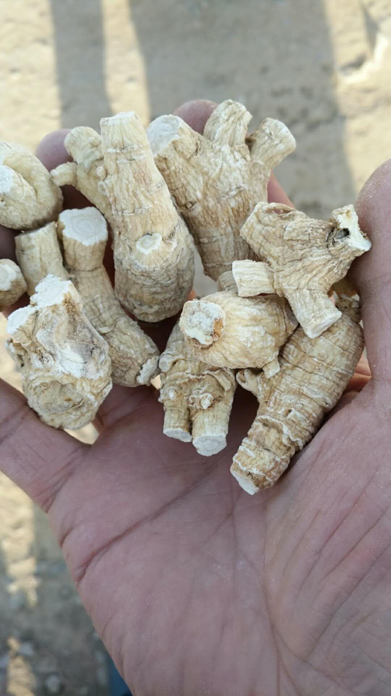 西洋参粒头包邮花旗参足干新货味浓新货