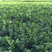 沙糖桔苗早熟金葵沙糖桔苗基地现货品质保证