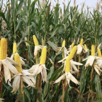 长期供应，小麦，玉米🌽
