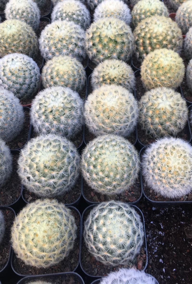 仙人球嘉文丸开花